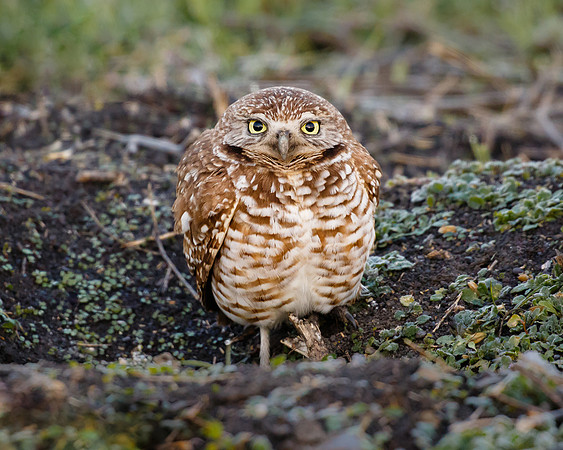 Burrowing Owl