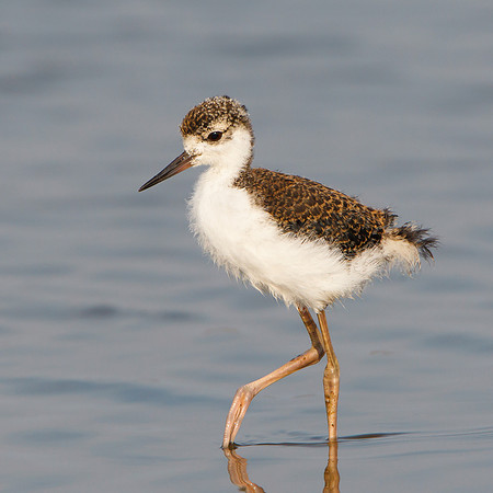Black-necked Stilt, juvenile
