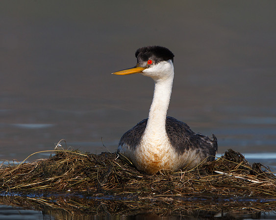 Western Grebe, on nest