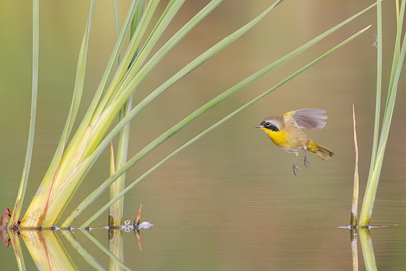 Common Yellowthroat