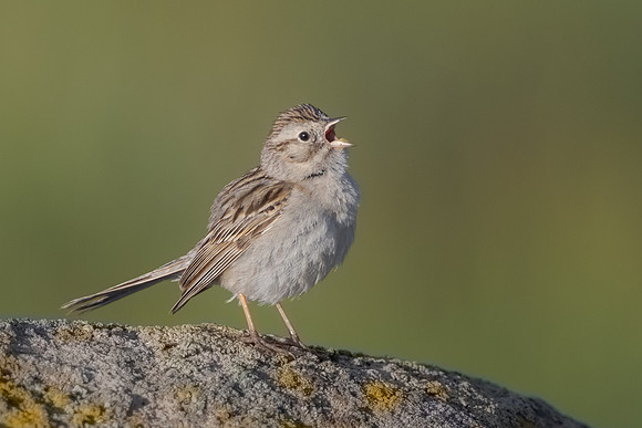Brewer's Sparrow