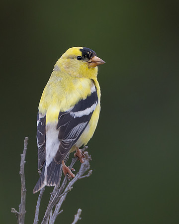 American Goldfinch