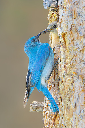 Mountain Bluebirds, male passing food to female at nest