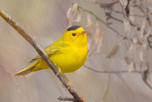 Wilson's Warbler