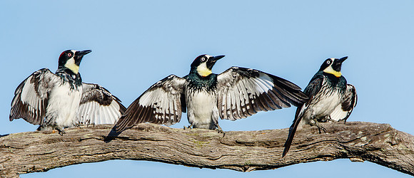 Acorn Woodpeckers