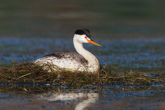 Clark's Grebe, on nest