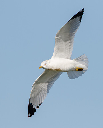 Ring-billed Gull
