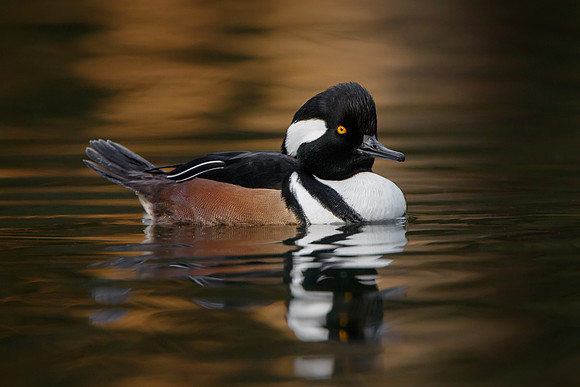 Hooded Merganser, male