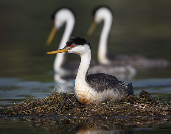Western Grebe