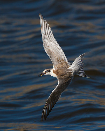 Forster's Tern, juvenile with fish