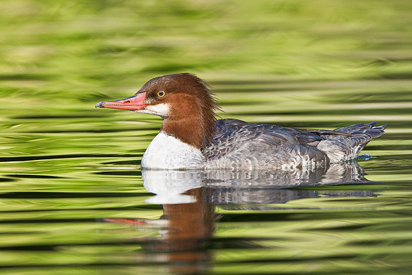 Common Merganser