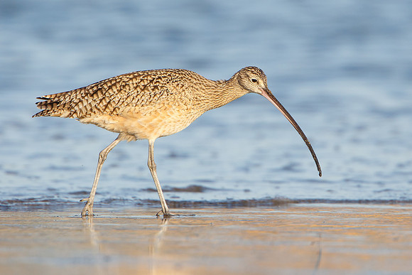 Long-billed Curlew