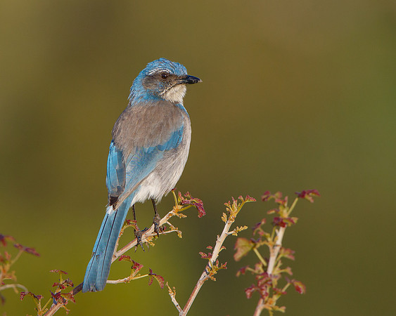 California Scrub-Jay (formerly Western Scrub-Jay)