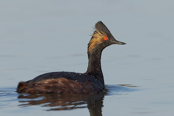 Eared Grebe