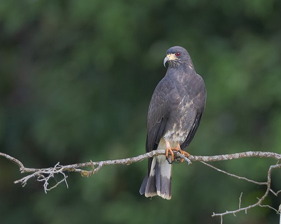 Snail Kite