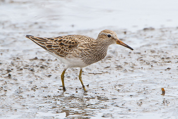 Pectoral Sandpiper