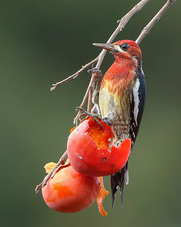 Red-breasted Sapsucker, feeding on persimmons