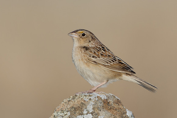 Grasshopper Sparrow