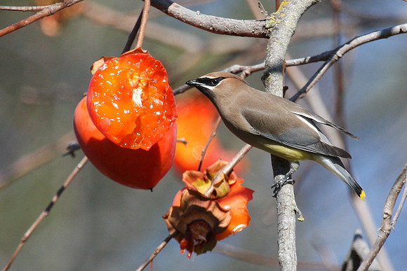 Cedar Waxwing