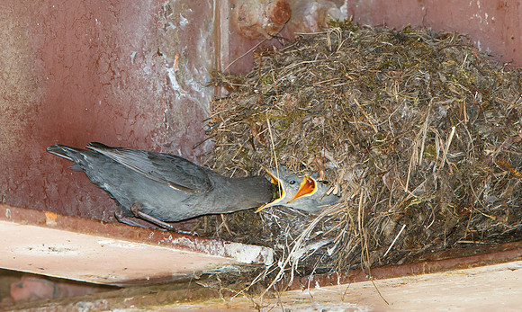 American Dipper, adult feeding chicks at nest
