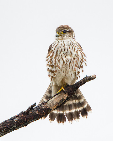 Merlin