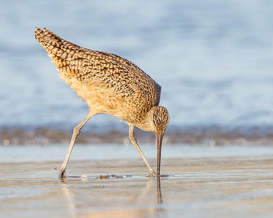 Long-billed Curlew