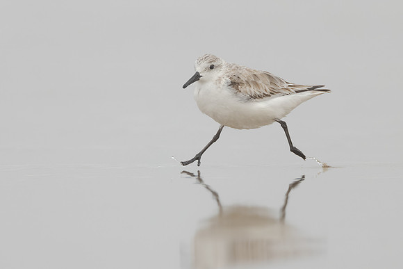 Sanderling
