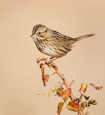 Lincoln's Sparrow