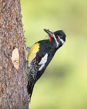 Williamson's Sapsucker, male delivering insects to nest
