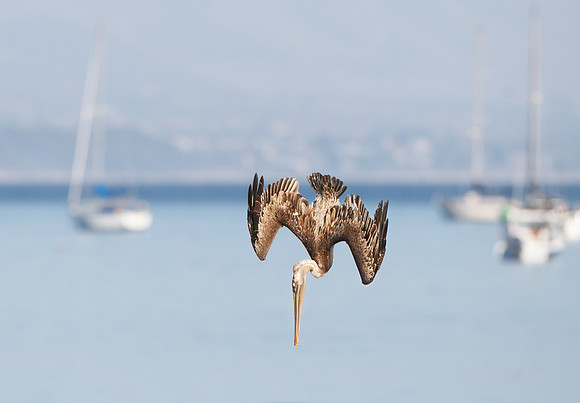 Brown Pelican, juvenile diving