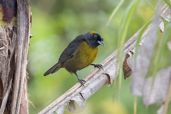 Dusky-faced Tanager