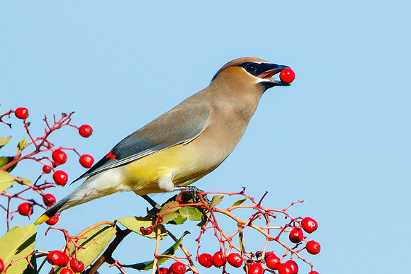 Cedar Waxwing, feeding on toyon berry