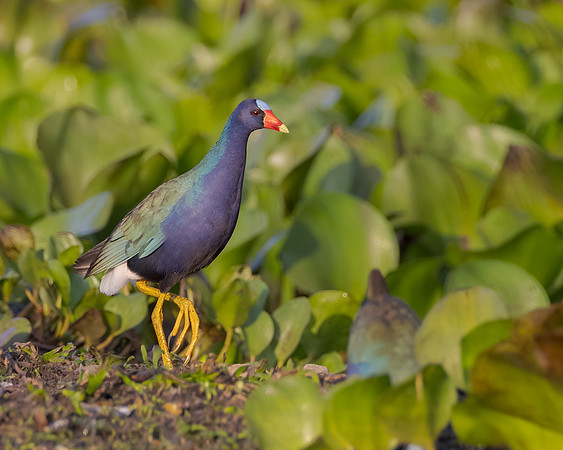 Purple Gallinule