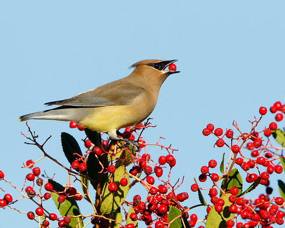 Cedar Waxwing, feeding on toyon berry