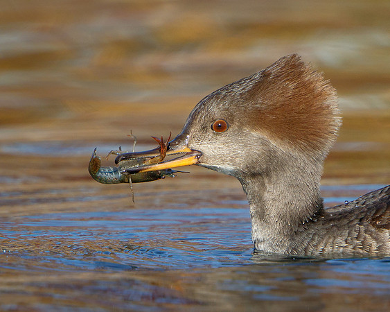 Hooded Merganser, feeding on a crayfish