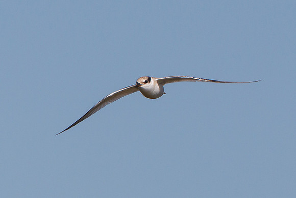 Least Tern, juvenile in flight