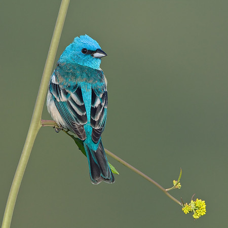 Lazuli Bunting