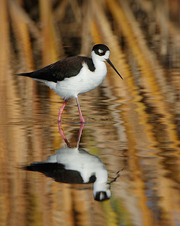 Black-necked Stilt