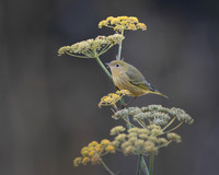 Yellow Warbler