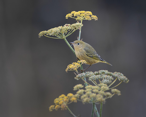 Yellow Warbler