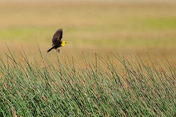 Yellow-headed Blackbird