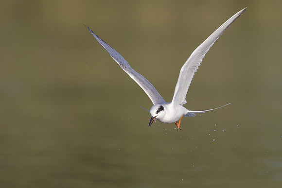 Forster's Tern