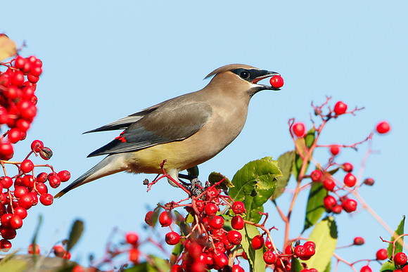Cedar Waxwing, feeding on toyon berry