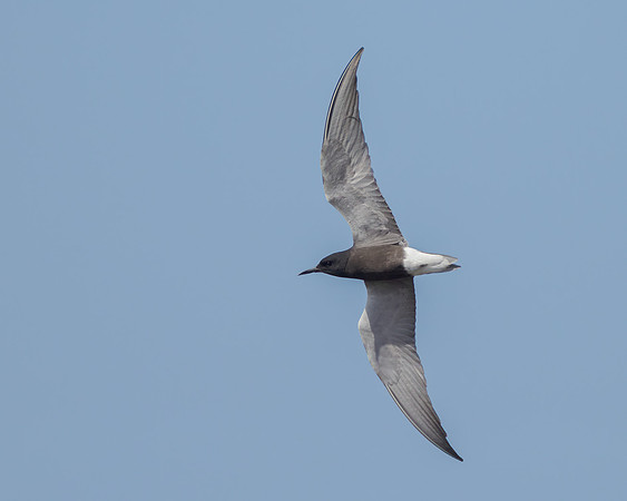 Black Tern