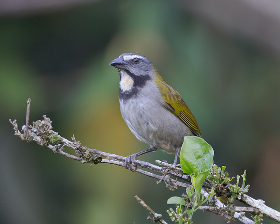 Buff-throated Saltator