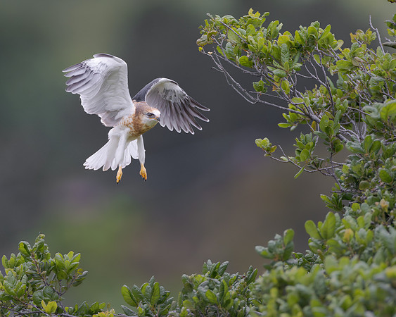 White-tailed Kite, fledgling