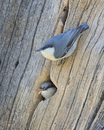 Pygmy Nuthatches, at nest