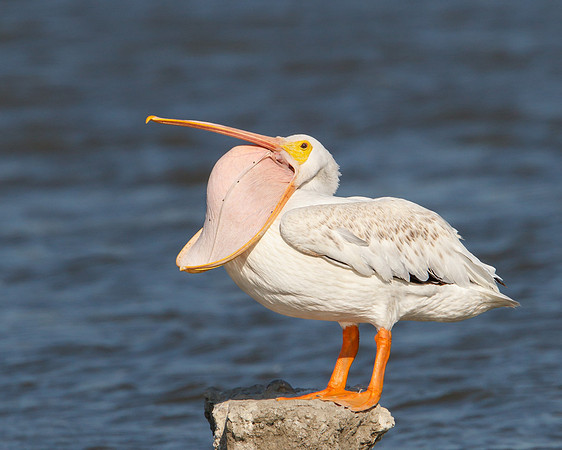 American White Pelican, pouch stretch