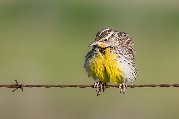Western Meadowlark, ruffling its feathers