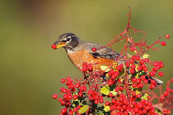 American Robin, feeding on toyon berry